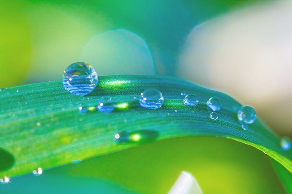 leaf and water
