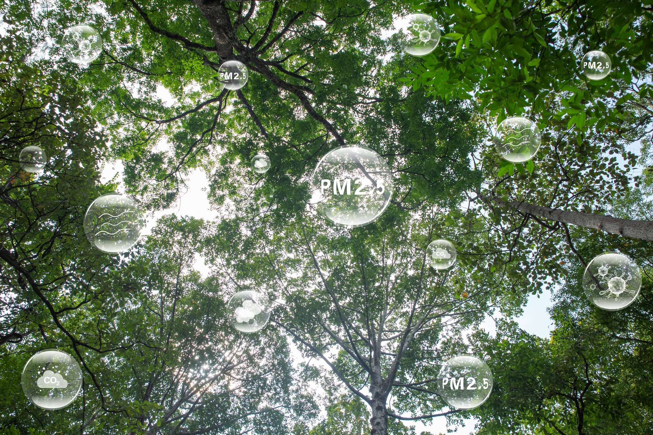Looking up at green leaves and tree branches with illustrated bubbles floating around.