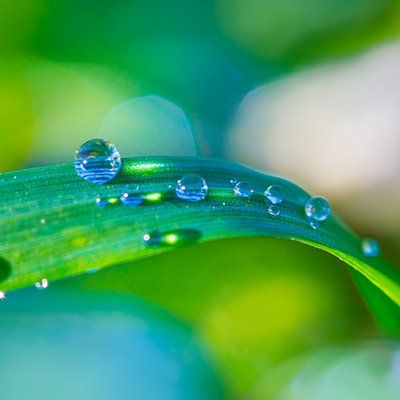 water droplets on a leaf